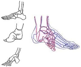anatomie deformation du pied